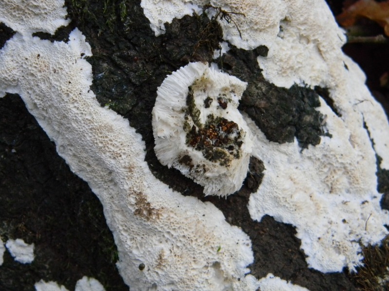 RitrovamentoB-18.11.11sottoQuercia (Oxyporus latemarginatus)