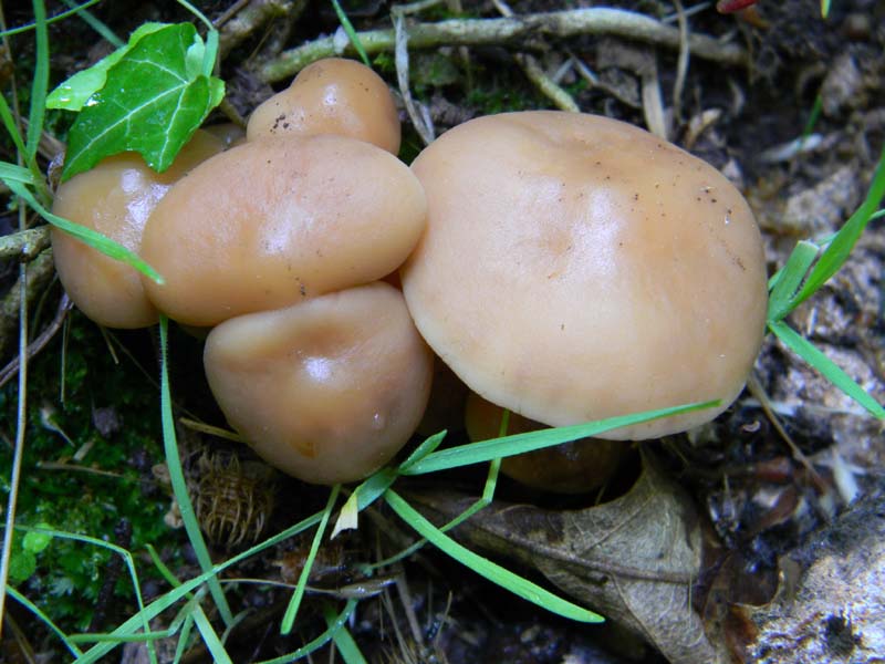 Alcuni funghi da determinare fotog.il 3.5.2011.bosco di Quer