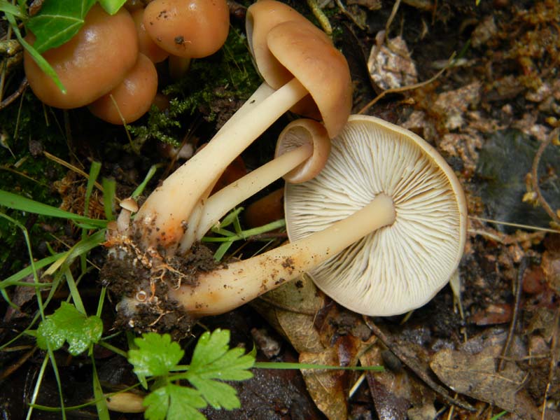 Alcuni funghi da determinare fotog.il 3.5.2011.bosco di Quer