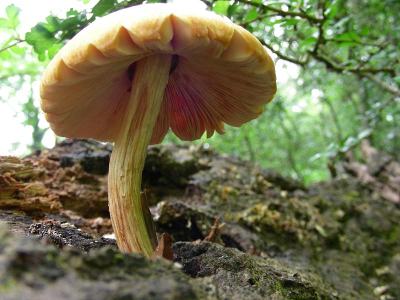 Fotografato il 22.04.2011.bosco di Quercia