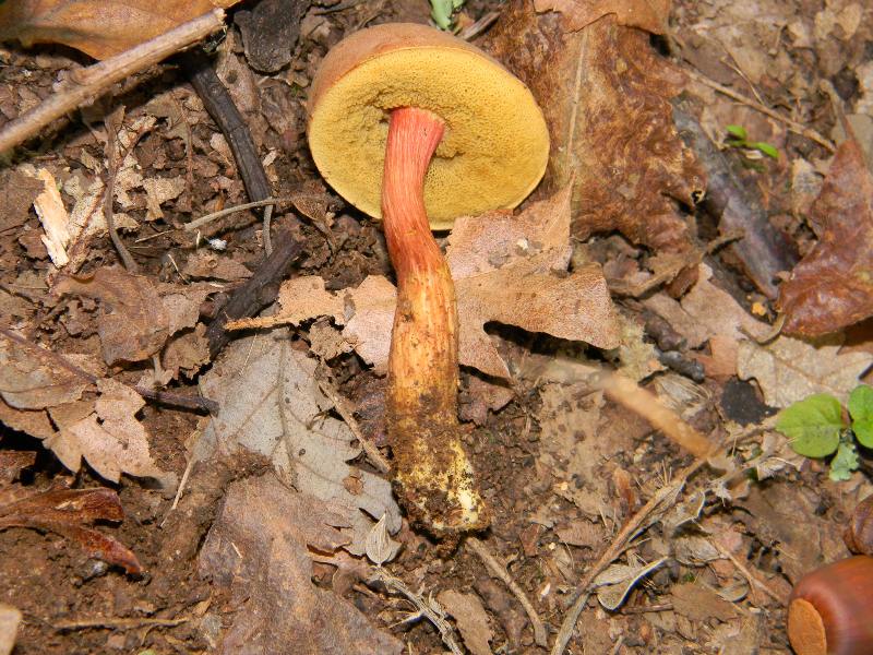 1)Ritrovamenti del 18.11.2011. sotto Quercia