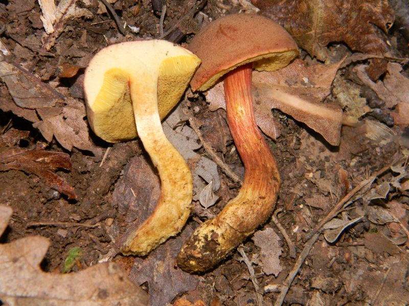 1)Ritrovamenti del 18.11.2011. sotto Quercia