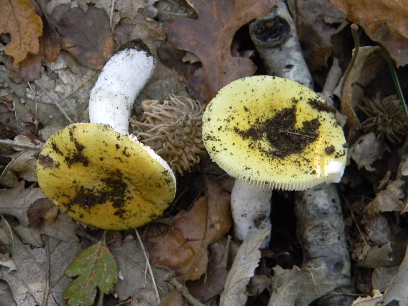 1)Ritrovamenti del 18.11.2011. sotto Quercia