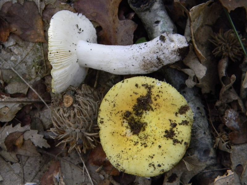 1)Ritrovamenti del 18.11.2011. sotto Quercia