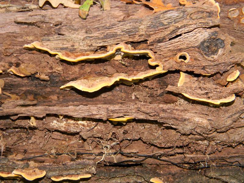 RitrovamentoAdel18.11.11sotto Quercia(Xylobolus subpileatus)