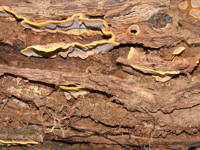RitrovamentoAdel18.11.11sotto Quercia(Xylobolus subpileatus)