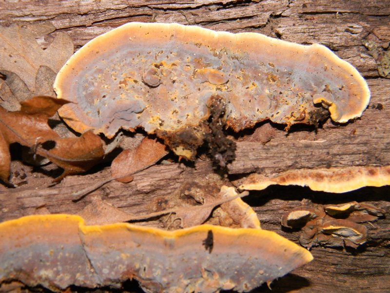 RitrovamentoAdel18.11.11sotto Quercia(Xylobolus subpileatus)