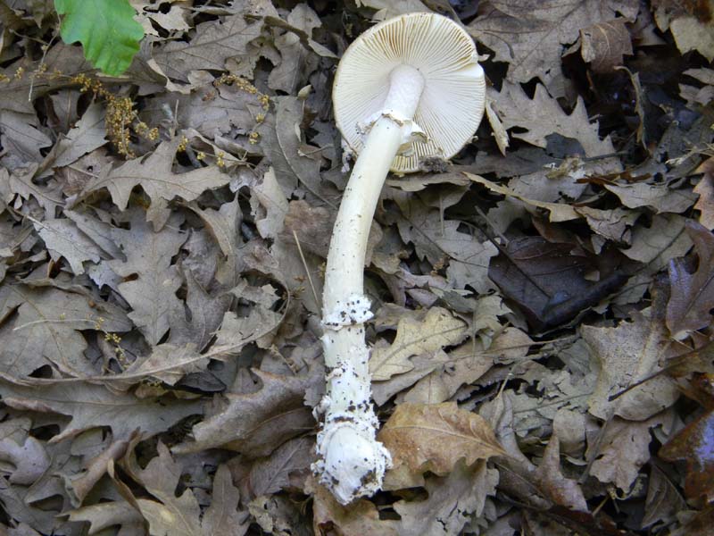 Altro gruppo di ritrovamenti del 6.05.2011sotto Quercia