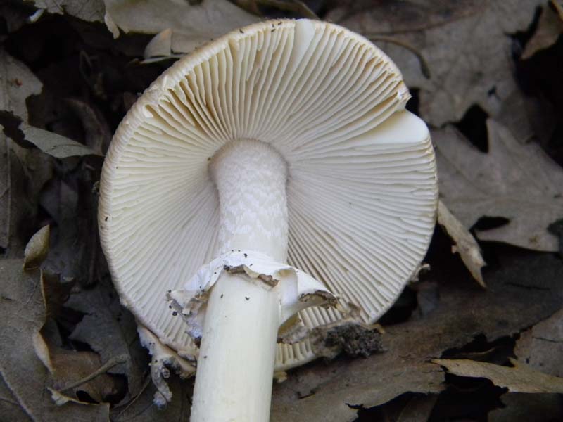 Altro gruppo di ritrovamenti del 6.05.2011sotto Quercia