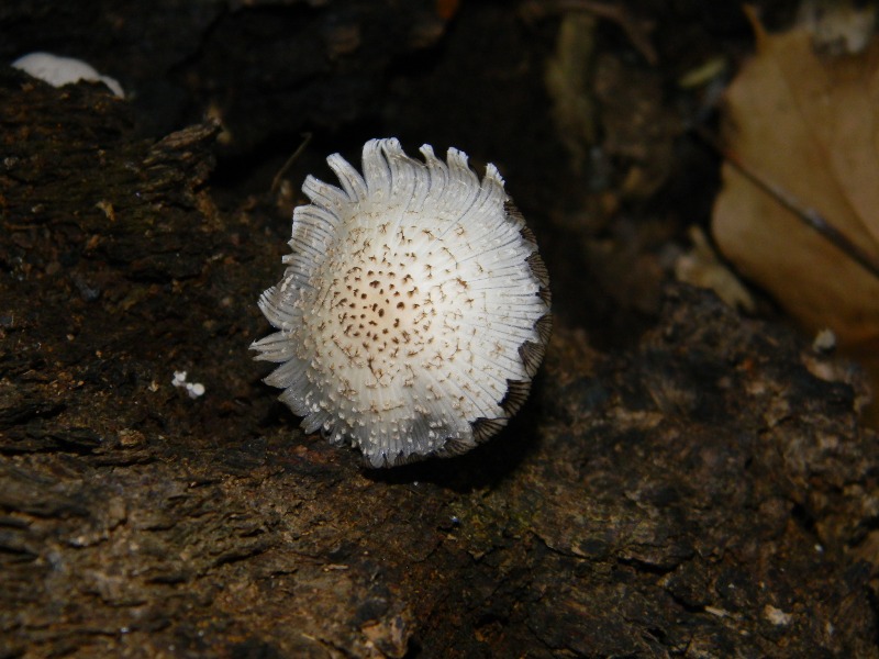 1)Ritrovamenti del 18.11.2011. sotto Quercia