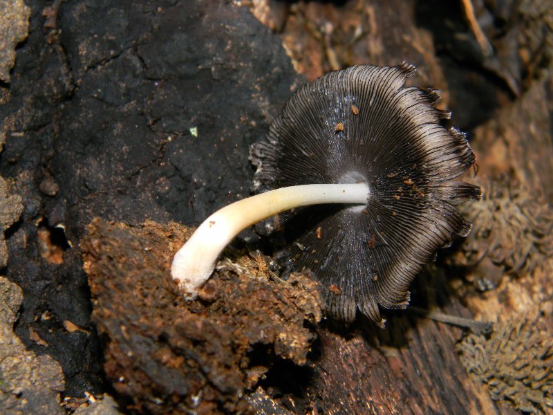 1)Ritrovamenti del 18.11.2011. sotto Quercia