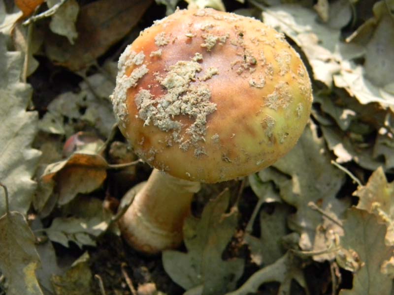 Altro gruppo di ritrovamenti del 6.05.2011sotto Quercia