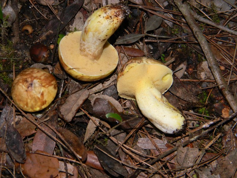 Ritrov.19.11.2011. bosco marino Leccio e Pini