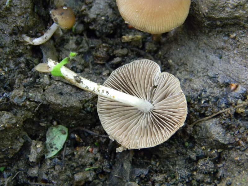 Altri ritrovamenti del 6.05.2011.bosco di Quercia