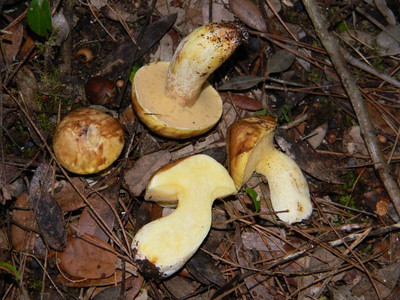 Ritrov.19.11.2011. bosco marino Leccio e Pini