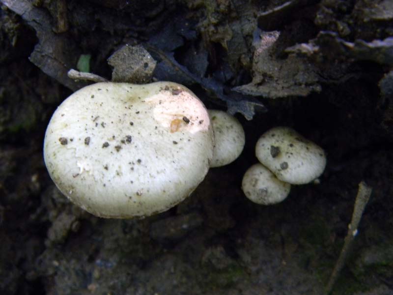 Altri ritrovamenti del 6.05.2011.bosco di Quercia