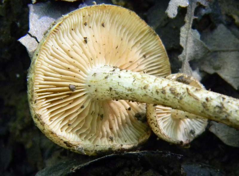 Altri ritrovamenti del 6.05.2011.bosco di Quercia