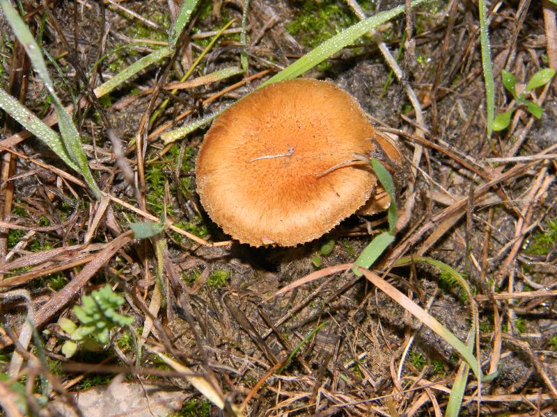 Ritrov.19.11.2011. bosco marino Leccio e Pini