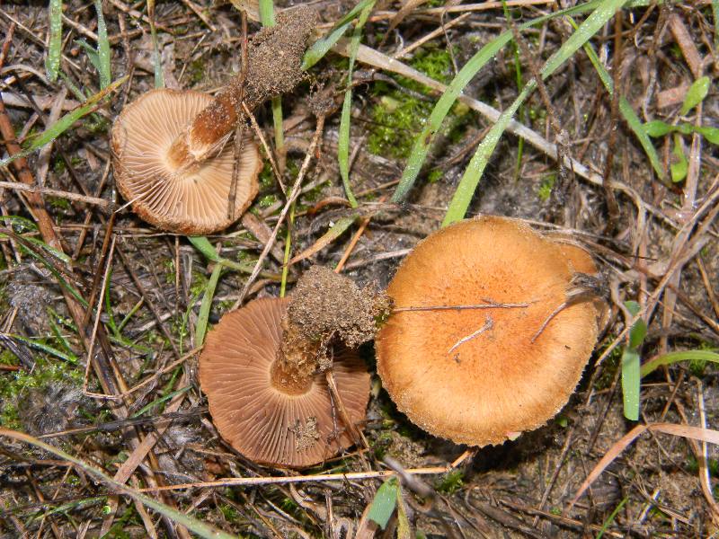 Ritrov.19.11.2011. bosco marino Leccio e Pini