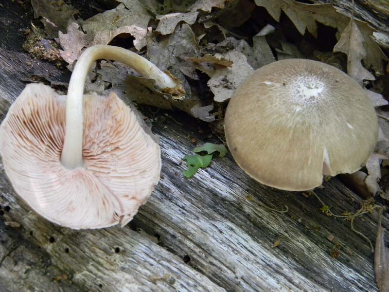 Altri ritrovamenti del 6.05.2011.bosco di Quercia