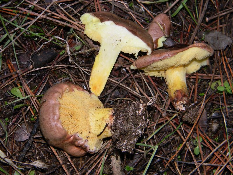 1)Ritrovamenti del 19.11.2011.sotto Leccio e Pino marino