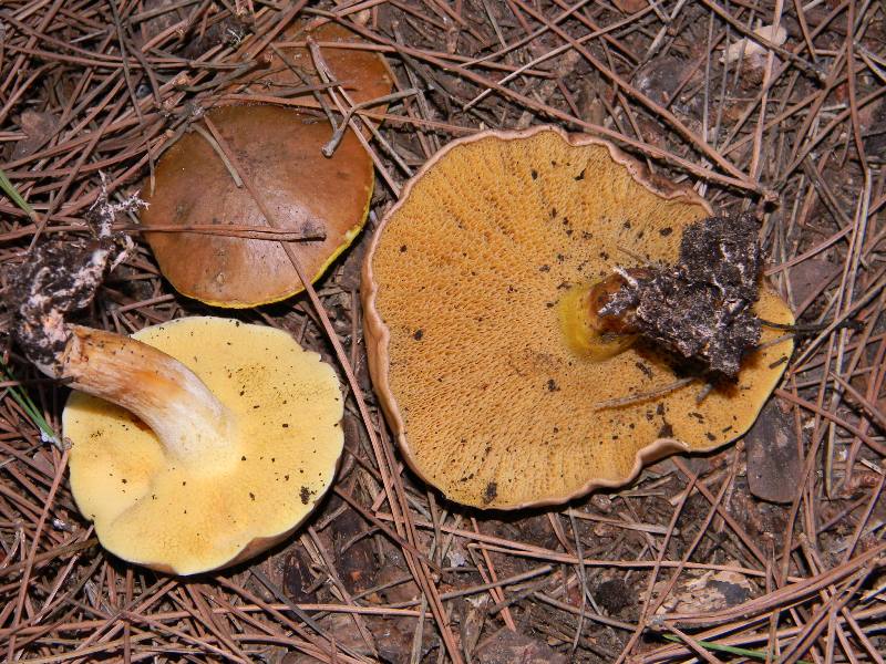 Ritrov.19.11.2011. bosco marino Leccio e Pini