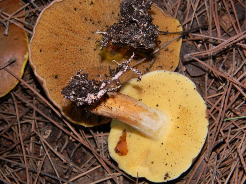 Ritrov.19.11.2011. bosco marino Leccio e Pini