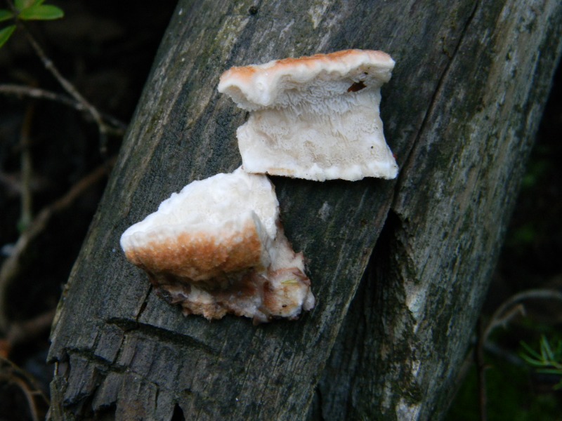 19.11.2011su tronco caduto di Pino(Parmastomyces mollissimus