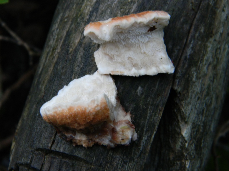 19.11.2011su tronco caduto di Pino(Parmastomyces mollissimus