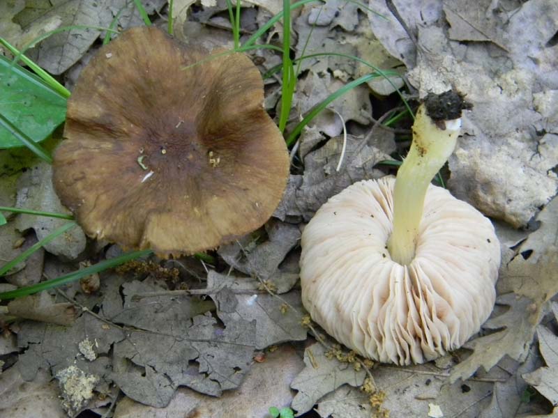 Altri ritrovamenti del 6.05.2011.bosco di Quercia