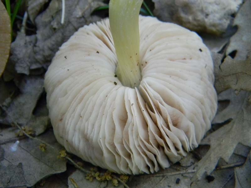 Altri ritrovamenti del 6.05.2011.bosco di Quercia