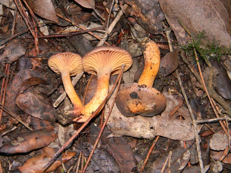 Ritrov.19.11.2011. bosco marino Leccio e Pini