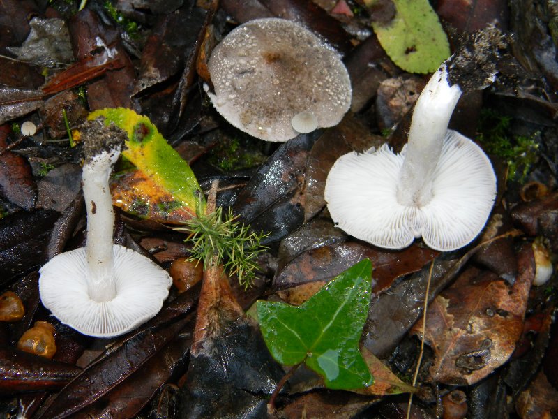 Ritrovamenti 19.11.2011. sotto Leccio e Pino marino