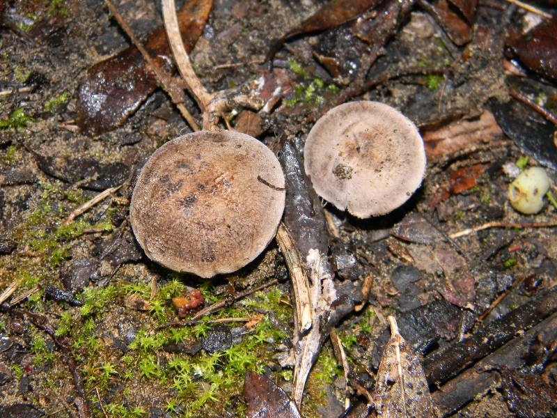 Ritrovamenti 19.11.2011. sotto Leccio e Pino marino