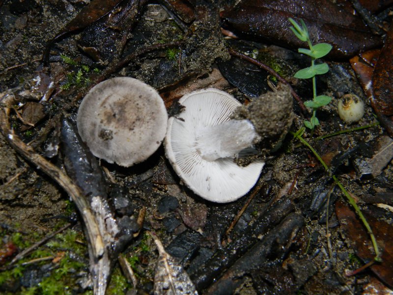 Ritrovamenti 19.11.2011. sotto Leccio e Pino marino