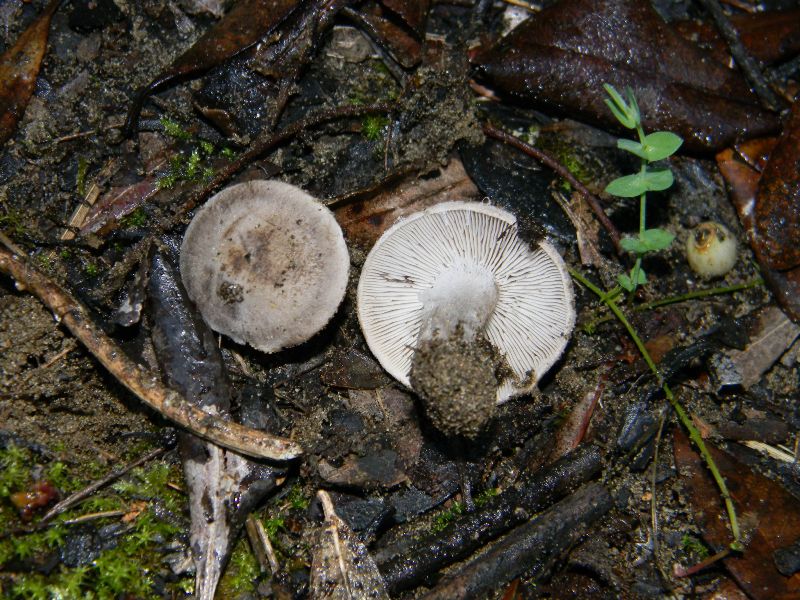 Ritrovamenti 19.11.2011. sotto Leccio e Pino marino
