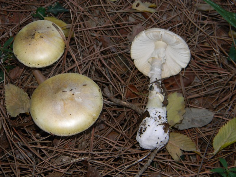 1)Ritrovamenti del 19.11.2011.sotto Leccio e Pino marino