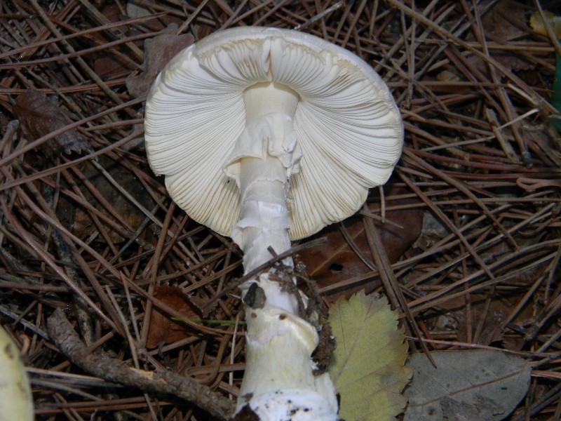 1)Ritrovamenti del 19.11.2011.sotto Leccio e Pino marino