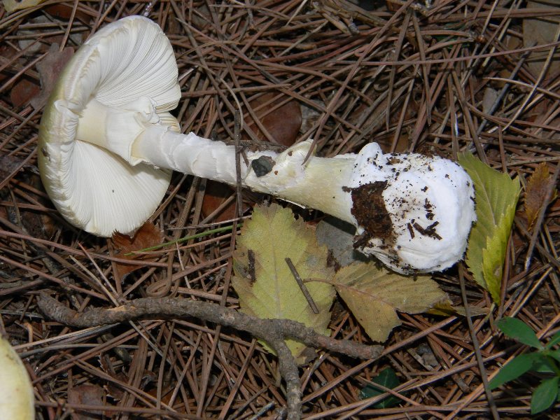 1)Ritrovamenti del 19.11.2011.sotto Leccio e Pino marino