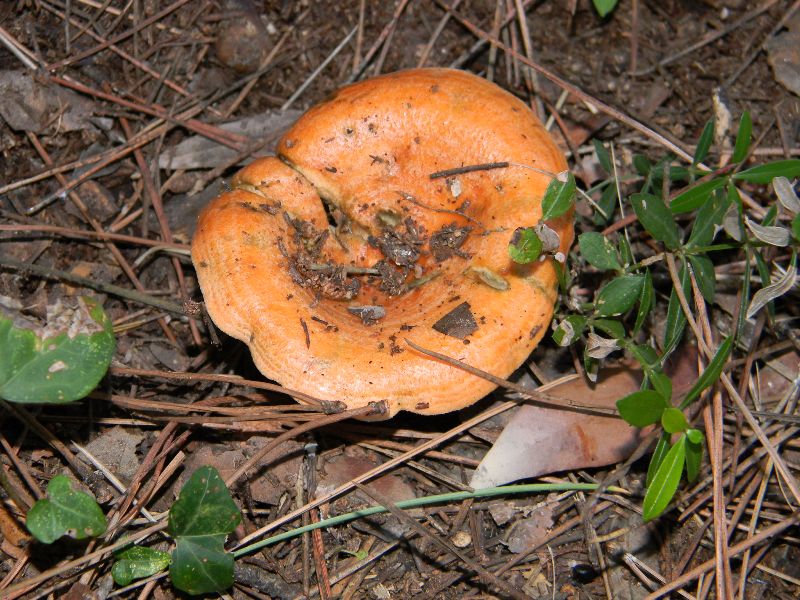 Ritrovamenti 19.11.2011. sotto Leccio e Pino marino