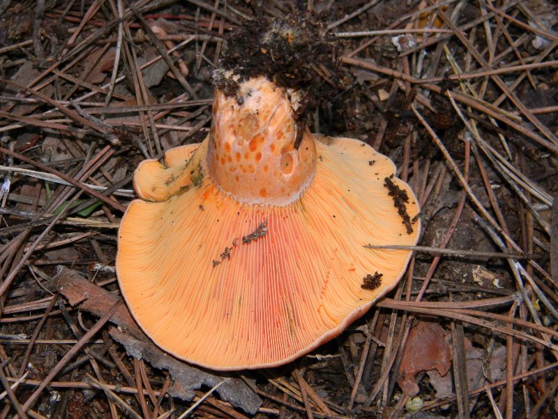 Ritrovamenti 19.11.2011. sotto Leccio e Pino marino