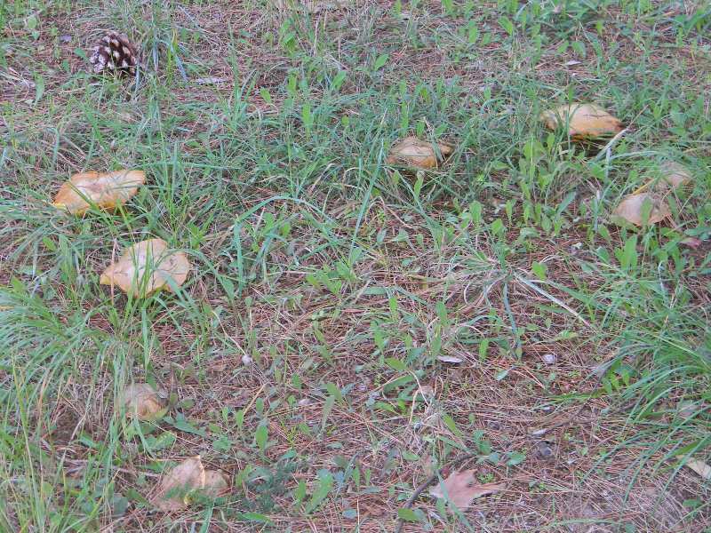 Ritrovamenti 19.11.2011. sotto Leccio e Pino marino