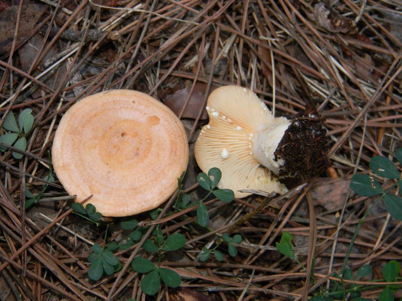 Ritrovamenti 19.11.2011. sotto Leccio e Pino marino