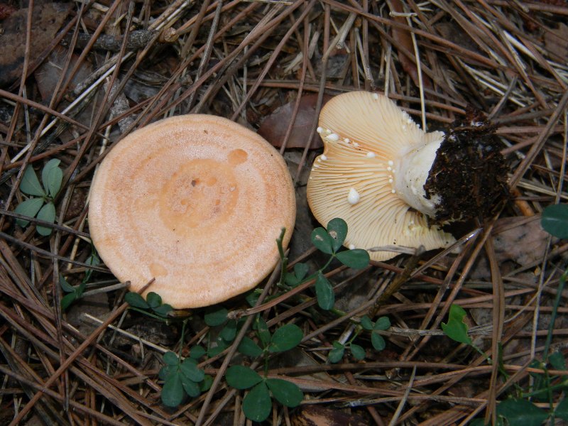 Ritrovamenti 19.11.2011. sotto Leccio e Pino marino