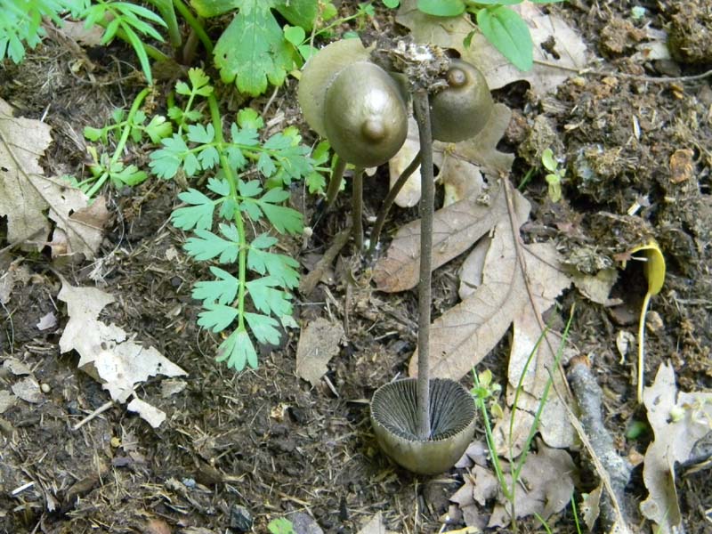 Altri ritrovamenti del 6.05.2011.bosco di Quercia
