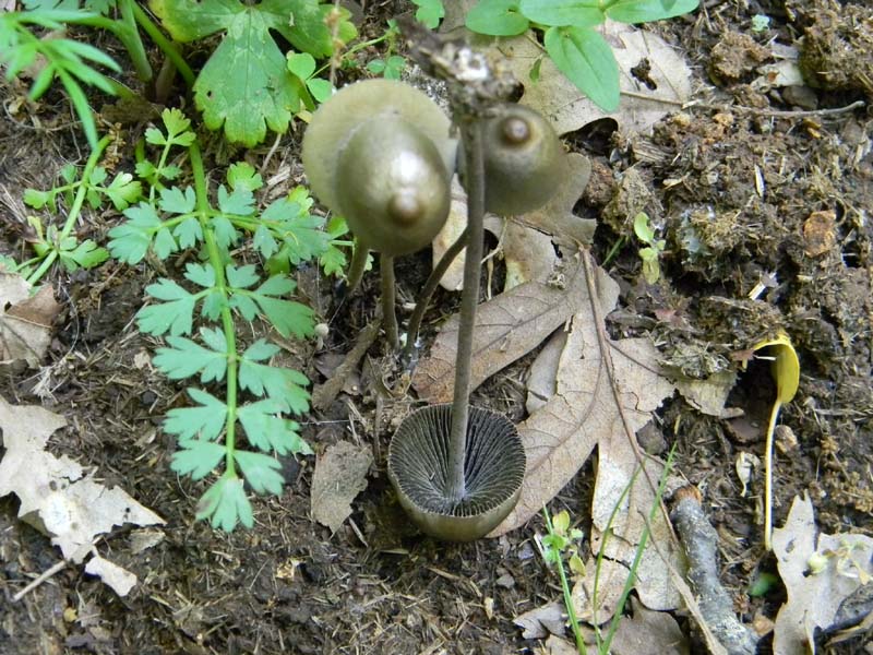 Altri ritrovamenti del 6.05.2011.bosco di Quercia