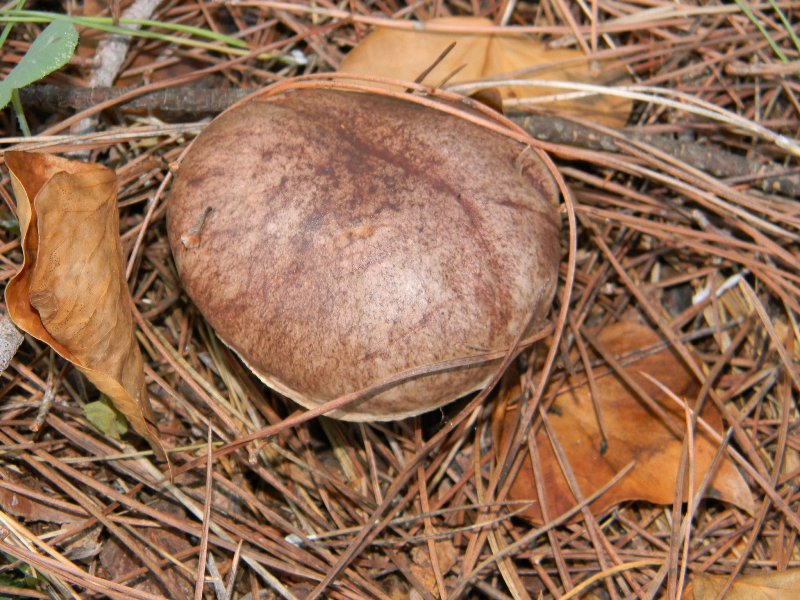 1)Ritrovamenti del 19.11.2011.sotto Leccio e Pino marino