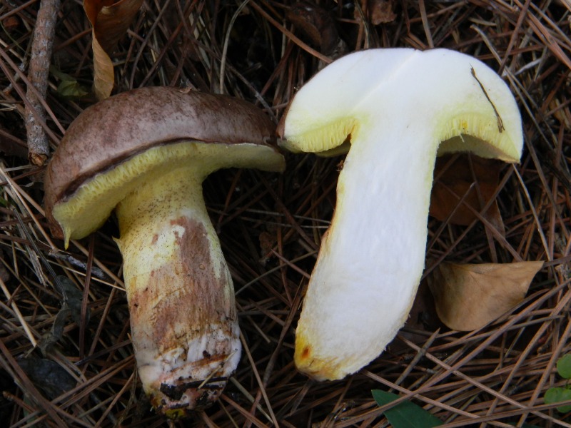 1)Ritrovamenti del 19.11.2011.sotto Leccio e Pino marino