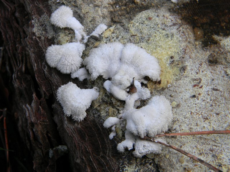 1)Ritrovamenti del 19.11.2011.sotto Leccio e Pino marino