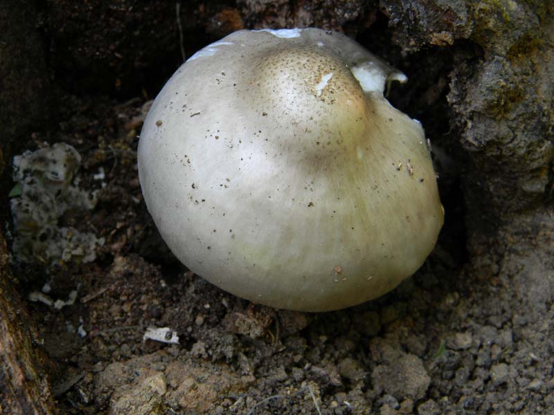 Altri ritrovamenti del 6.05.2011.bosco di Quercia